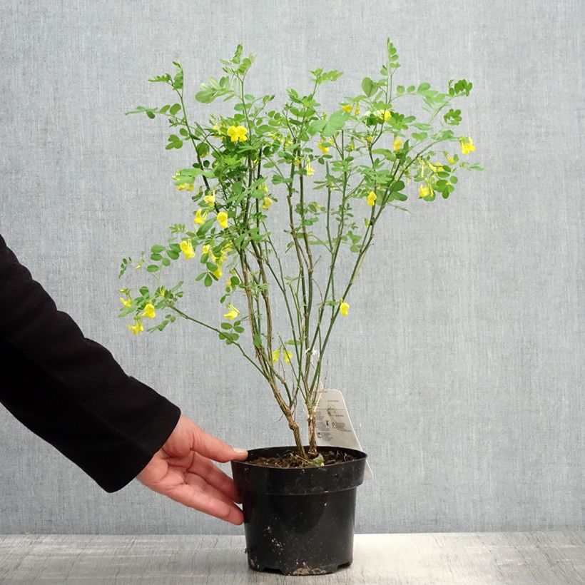 Hippocrepis emerus - Cornetta dondolina Vaso da 1L/1,5L esemplare consegnato in primavera