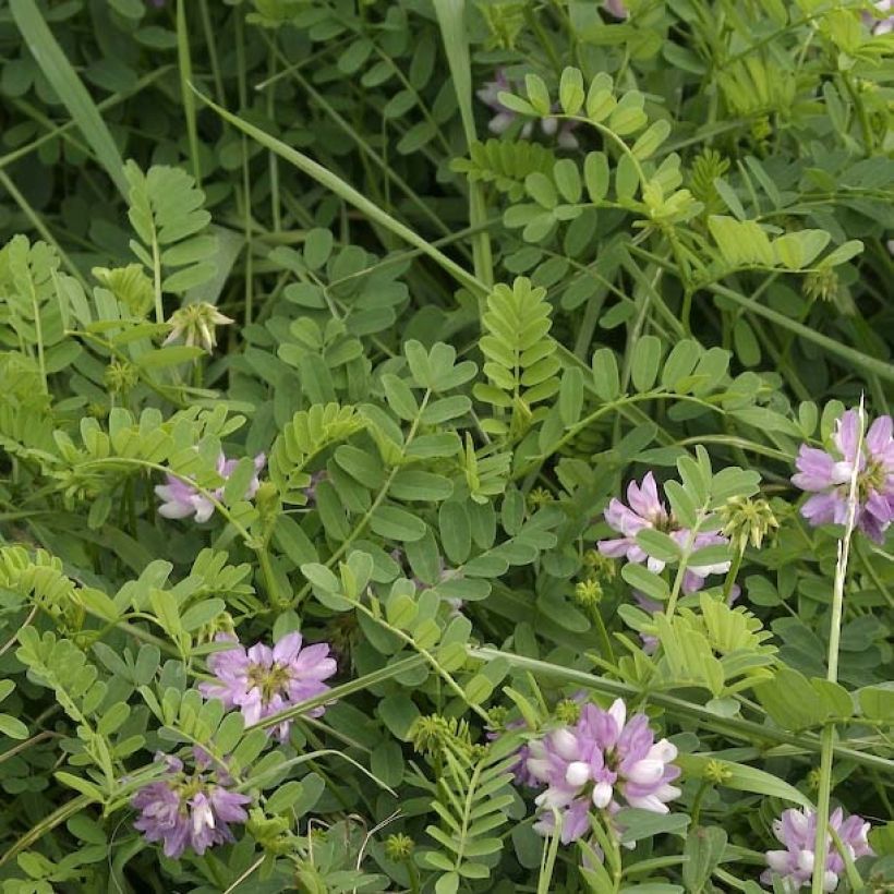 Coronilla varia - Cornetta ginestrina (Fogliame)