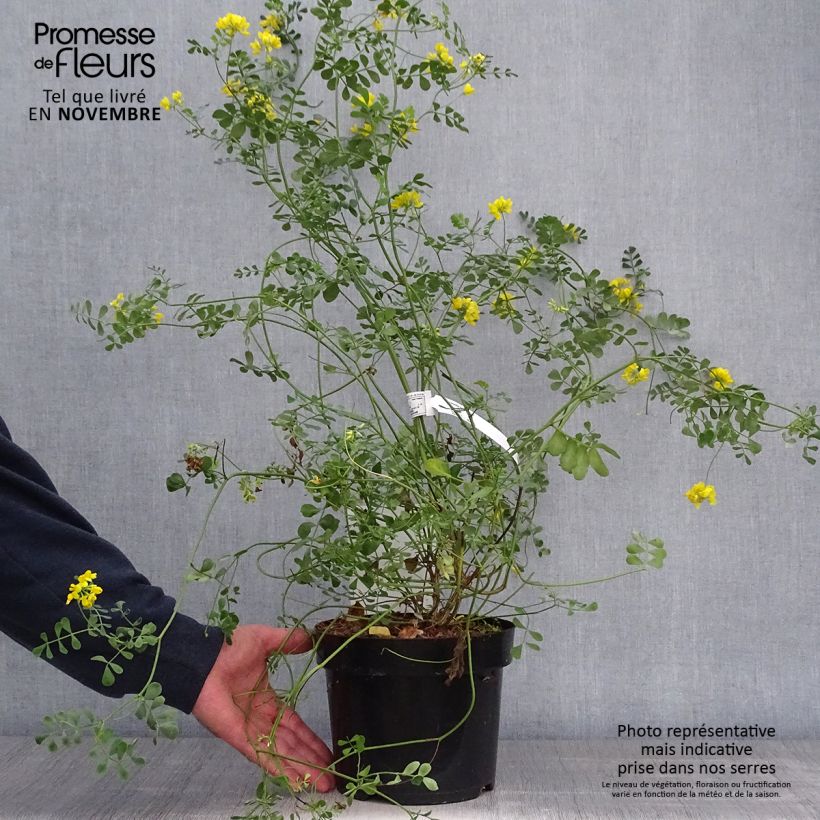 Esemplare di Coronilla valentina subsp. glauca Citrina Vaso da 3L/4L come consegnato in autunno