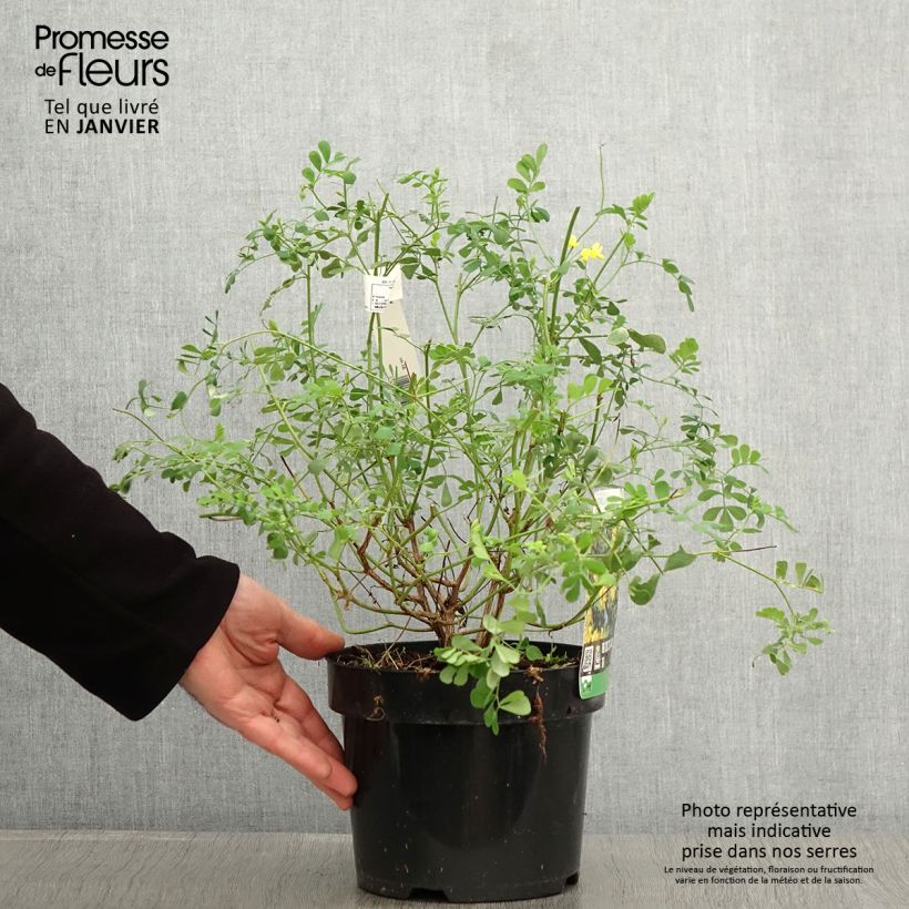 Coronilla valentina subsp. glauca Citrina Vaso da 3L/4L esemplare consegnato in inverno