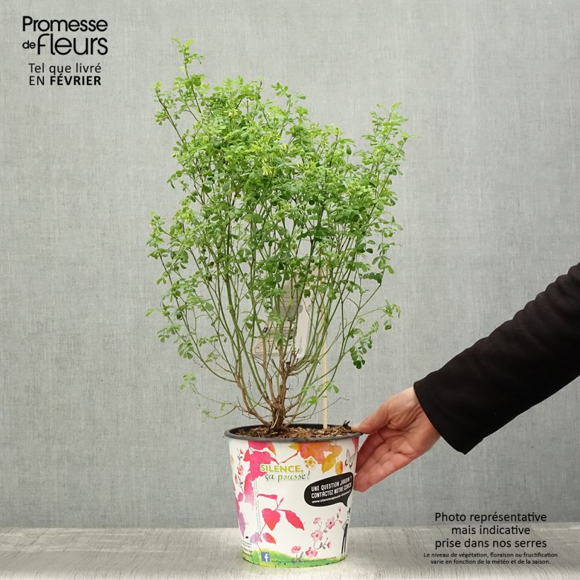 Coronilla valentina subsp. glauca Sélection Vaso da 4L/5L esemplare consegnato in inverno