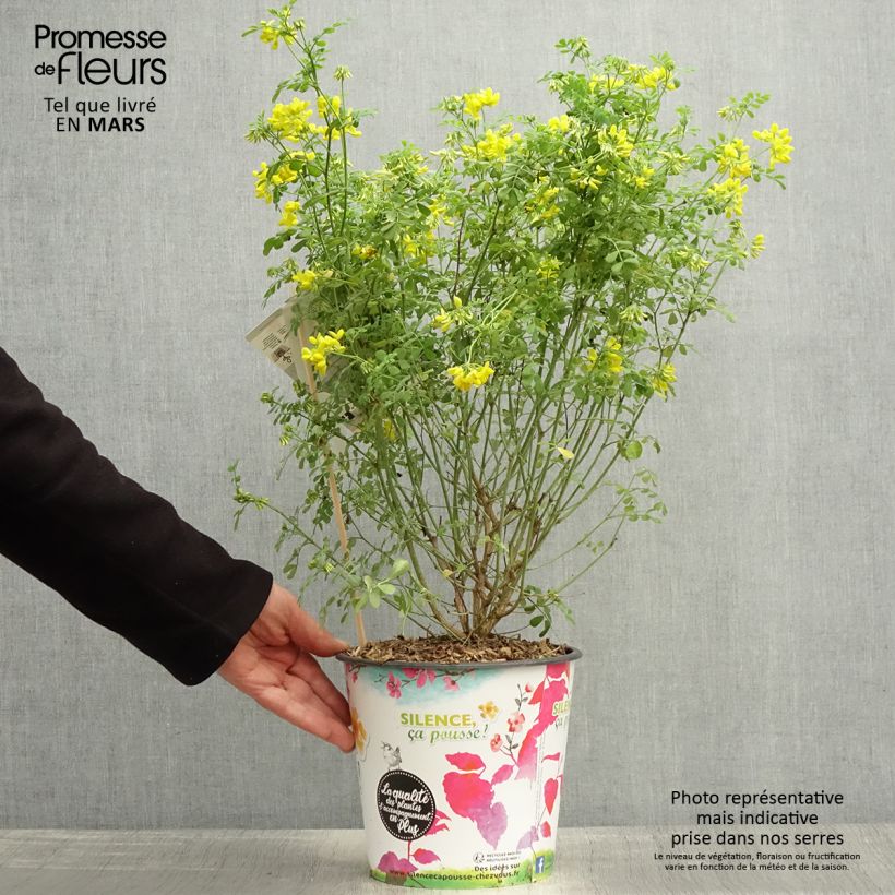 Coronilla valentina subsp. glauca Sélection Vaso da 4L/5L esemplare consegnato in primavera