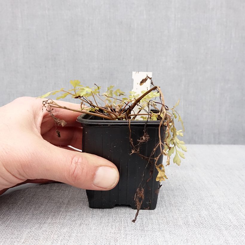 Corydalis Berry Exciting Vasetto da 8/9 cm esemplare consegnato in inverno