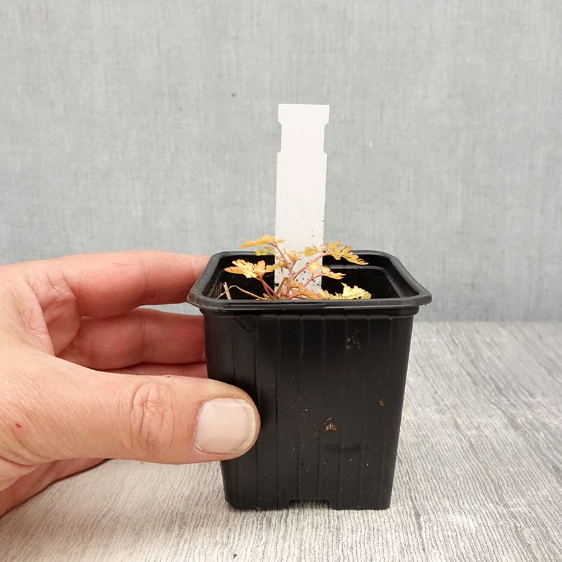 Corydalis Berry Exciting Vasetto da 8/9 cm esemplare consegnato in primavera