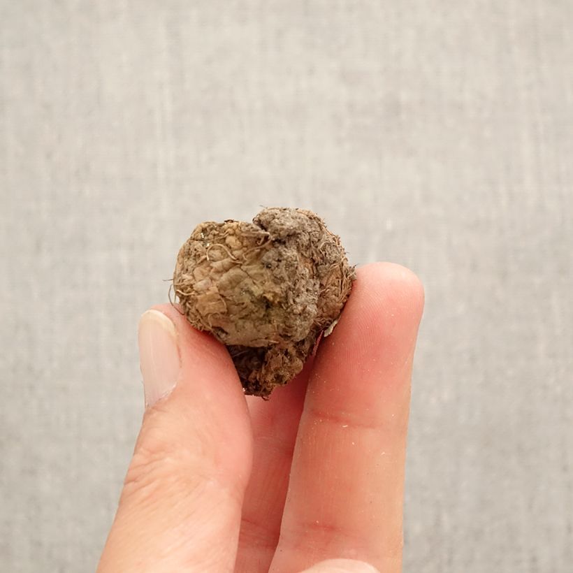 Corydalis solida Bird of Paradise - Colombina solida Bulbo taglia I esemplare consegnato in primavera