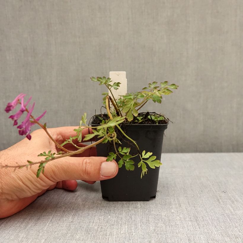 Esemplare di Corydalis Blackberry Wine Vasetto da 8/9 cm come consegnato in autunno