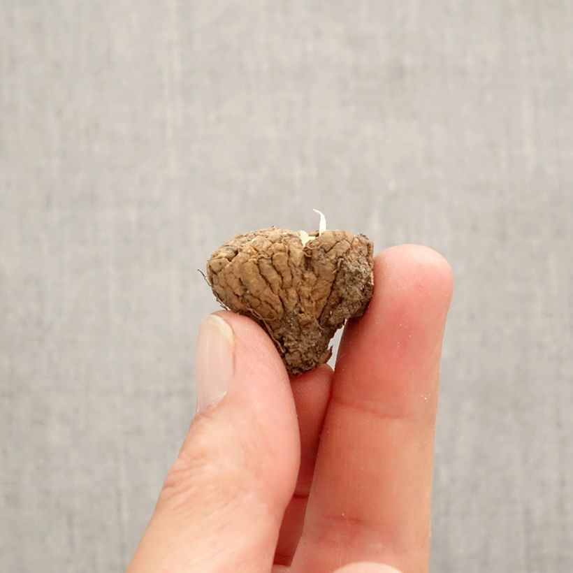 Corydalis solida Firebird - Colombina solida Bulbo taglia I esemplare consegnato in primavera