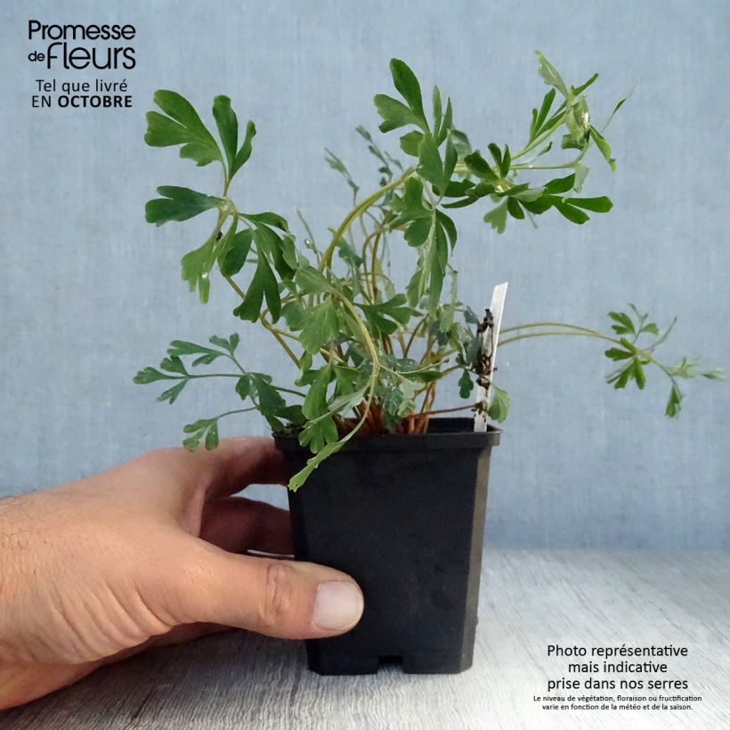 Esemplare di Corydalis flexuosa Porcelain Blue Vasetto da 8/9 cm come consegnato in autunno