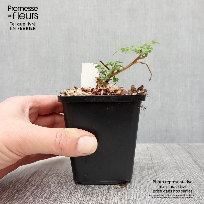 Corydalis lutea - Colombina gialla Vasetto da 8/9 cm esemplare consegnato in inverno