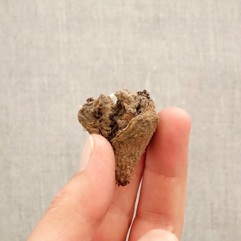 Corydalis pumila - Colombina minore Bulbo taglia I esemplare consegnato in primavera