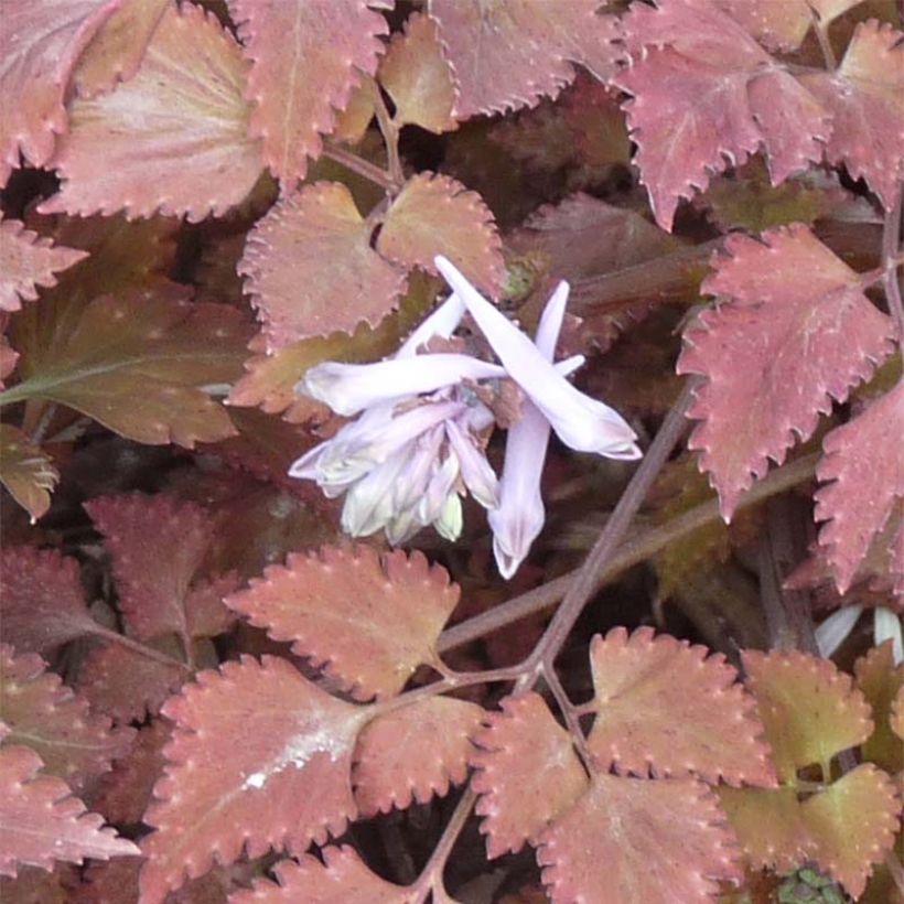 Corydalis quantmeyeriana Chocolate Stars - Colombina solida (Fioritura)