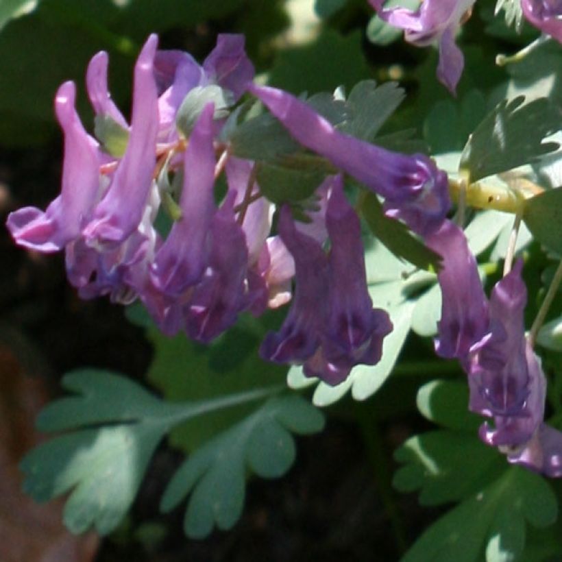 Corydalis solida - Colombina solida (Fioritura)