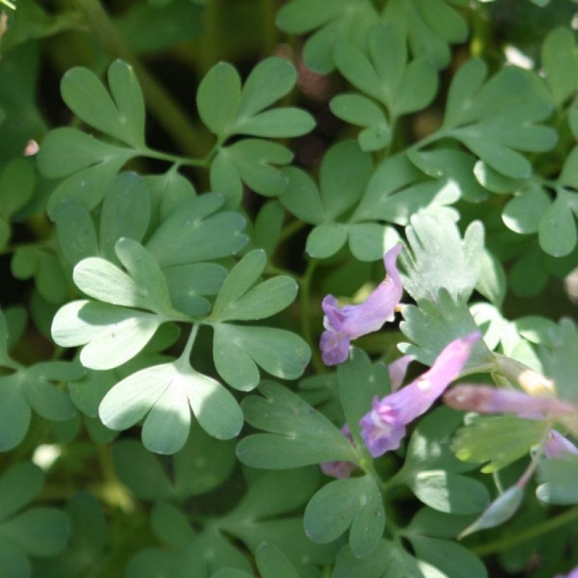 Corydalis solida - Colombina solida (Fogliame)