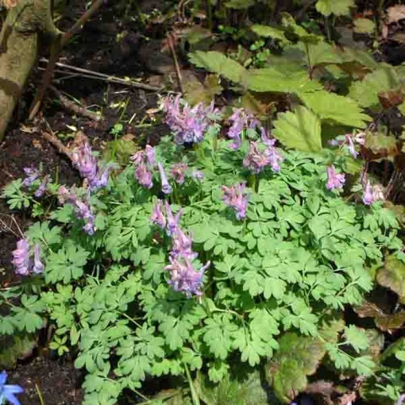 Corydalis solida - Colombina solida (Porto)
