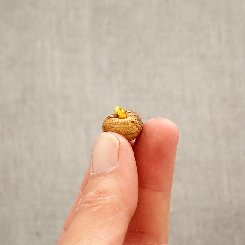 Corydalis solida - Colombina solida Bulbo taglia 5+ esemplare consegnato in primavera