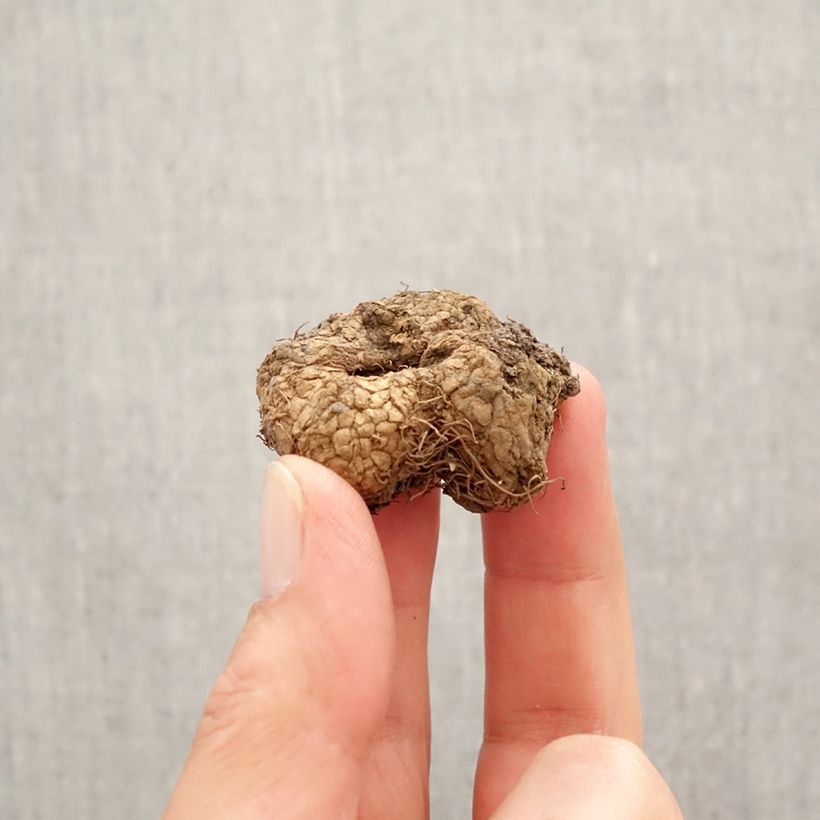 Corydalis solida GP Baker - Colombina solida Bulbo taglia I esemplare consegnato in primavera