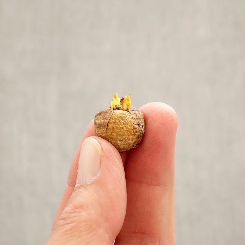 Corydalis solida White Swallow - Colombina solida Bulbo taglia 5+ esemplare consegnato in primavera