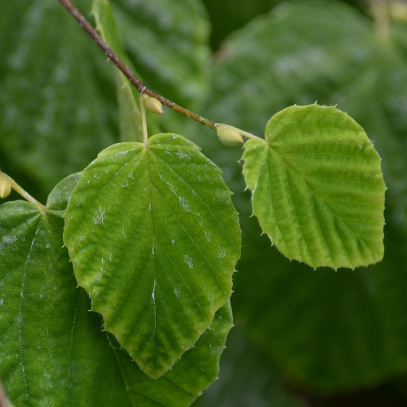Corylopsis pauciflora - Falso nocciolo (Fogliame)