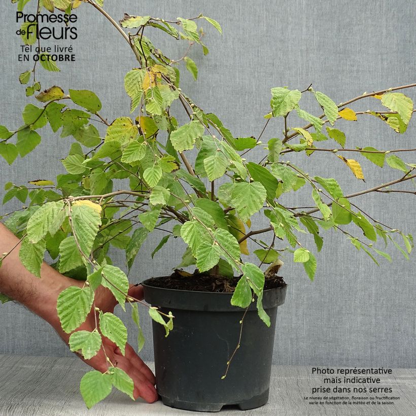 Esemplare di Corylopsis pauciflora - Falso nocciolo Vaso da 2L/3L come consegnato in autunno