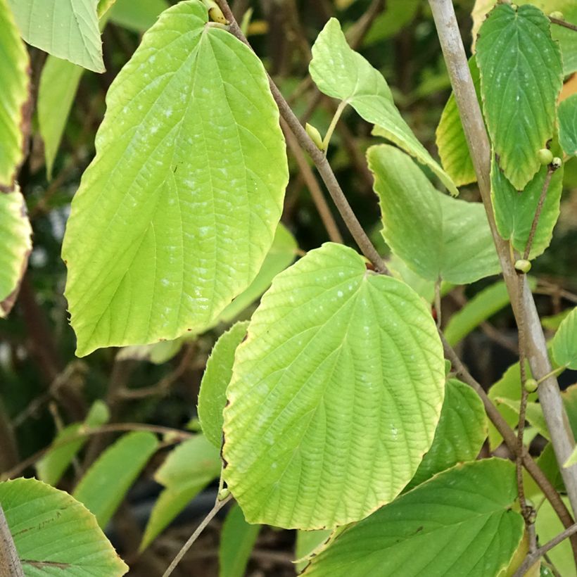 Corylopsis sinensis var. sinensis - Falso nocciolo (Fogliame)