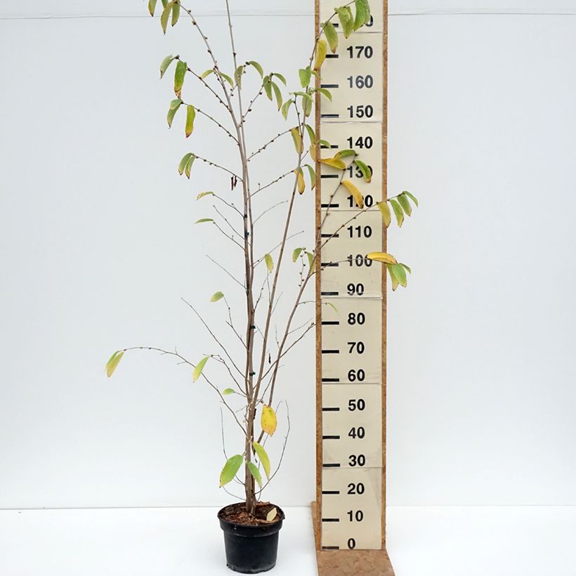 Esemplare di Corylopsis sinensis var. sinensis - Falso nocciolo Vaso da 4L/5L come consegnato in autunno