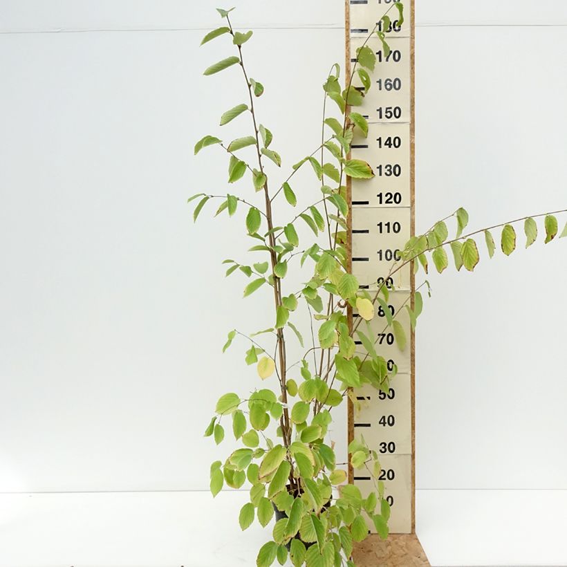 Esemplare di Corylopsis sinensis var. sinensis - Falso nocciolo Vaso da 4L/5L consegnato in estate