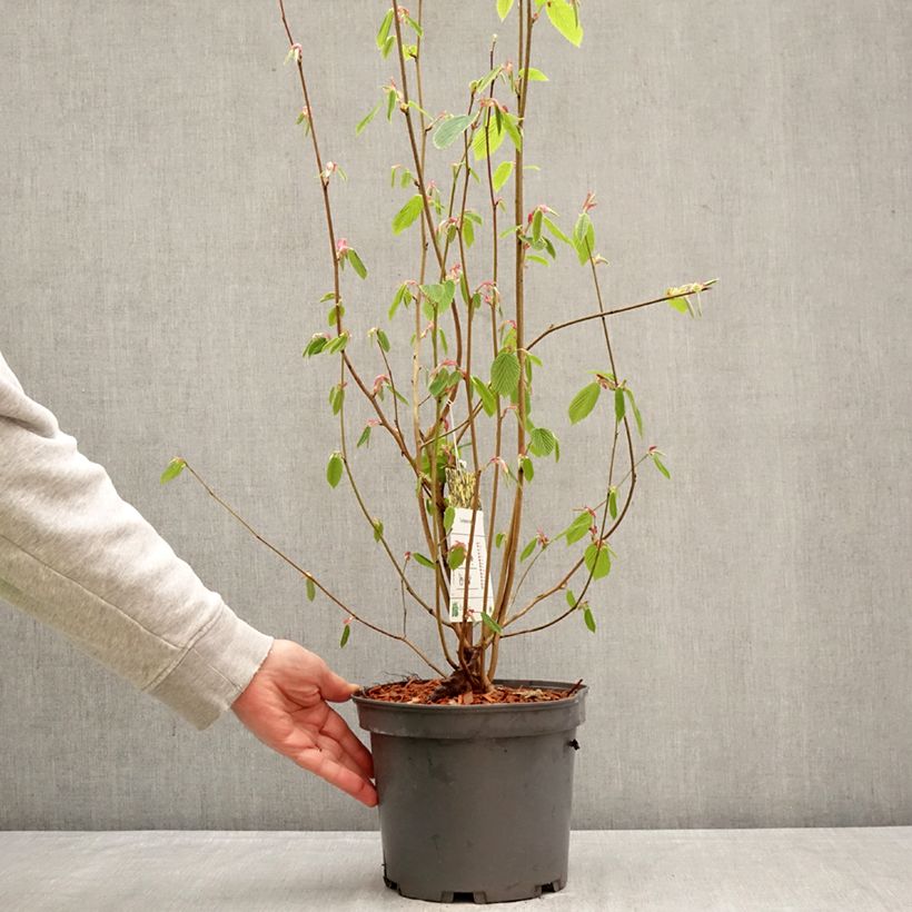 Corylopsis sinensis var. sinensis - Falso nocciolo Vaso da 4L/5L esemplare consegnato in primavera