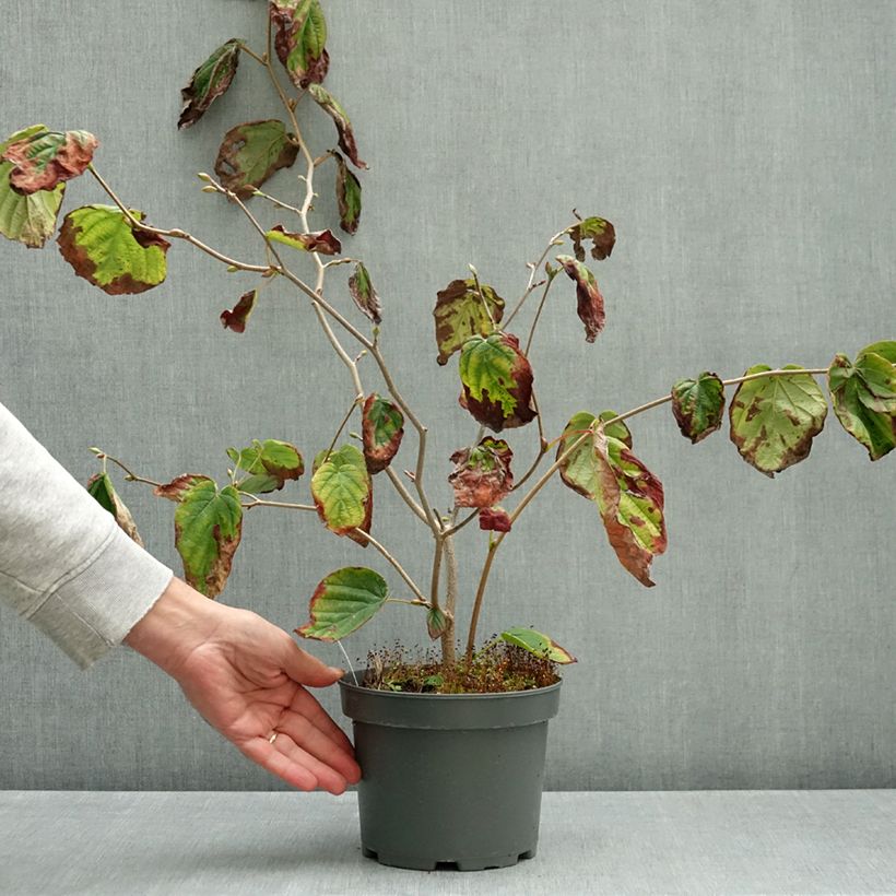 Esemplare di Corylopsis spicata - Falso nocciolo Vaso da 2L/3L come consegnato in autunno