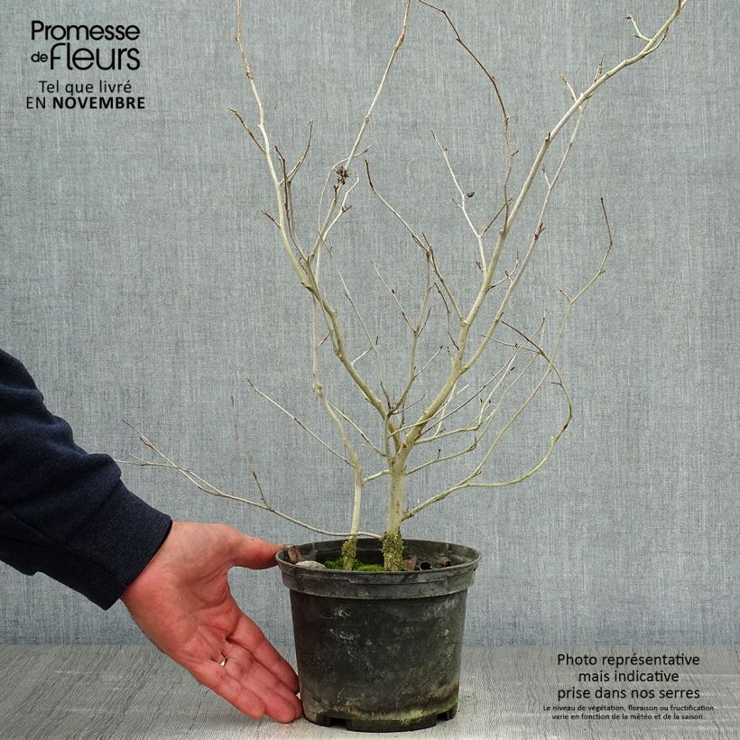 Esemplare di Corylopsis Spring Purple - Falso nocciolo Vaso da 2L/3L come consegnato in autunno
