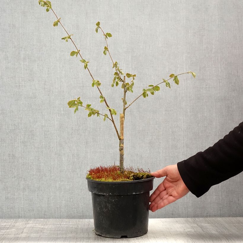 Nocciòlo Agnieszka Vaso da 4L/5L esemplare consegnato in primavera