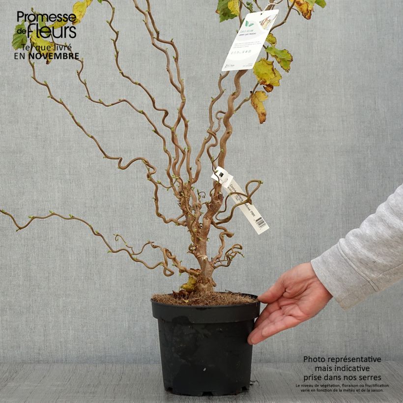 Esemplare di Corylus avellana Medusa - Nocciolo comune Vaso da 3L/4L come consegnato in autunno
