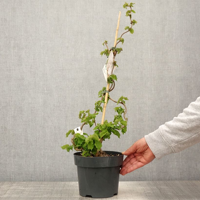 Corylus avellana Medusa - Nocciolo comune Vaso da 3L/4L esemplare consegnato in primavera