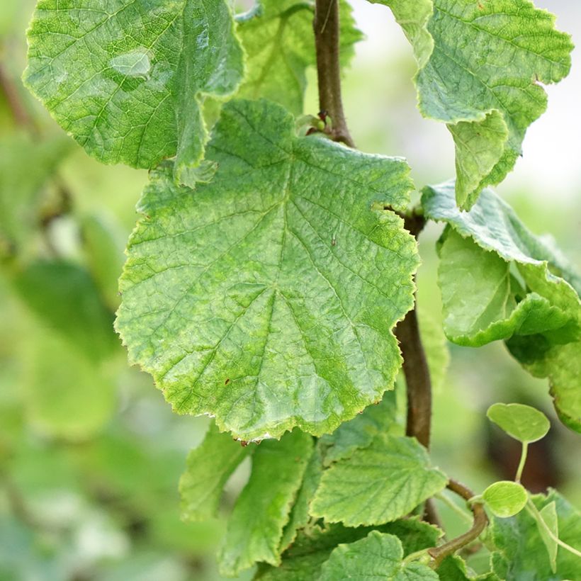 Corylus avellana Medusa - Nocciolo comune (Fogliame)