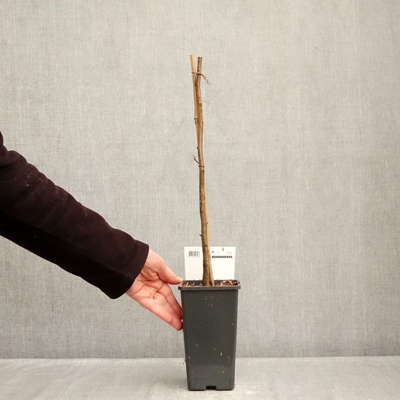 Nocciòlo Rode Zellernoot Vaso da 1,5L/2L esemplare consegnato in inverno