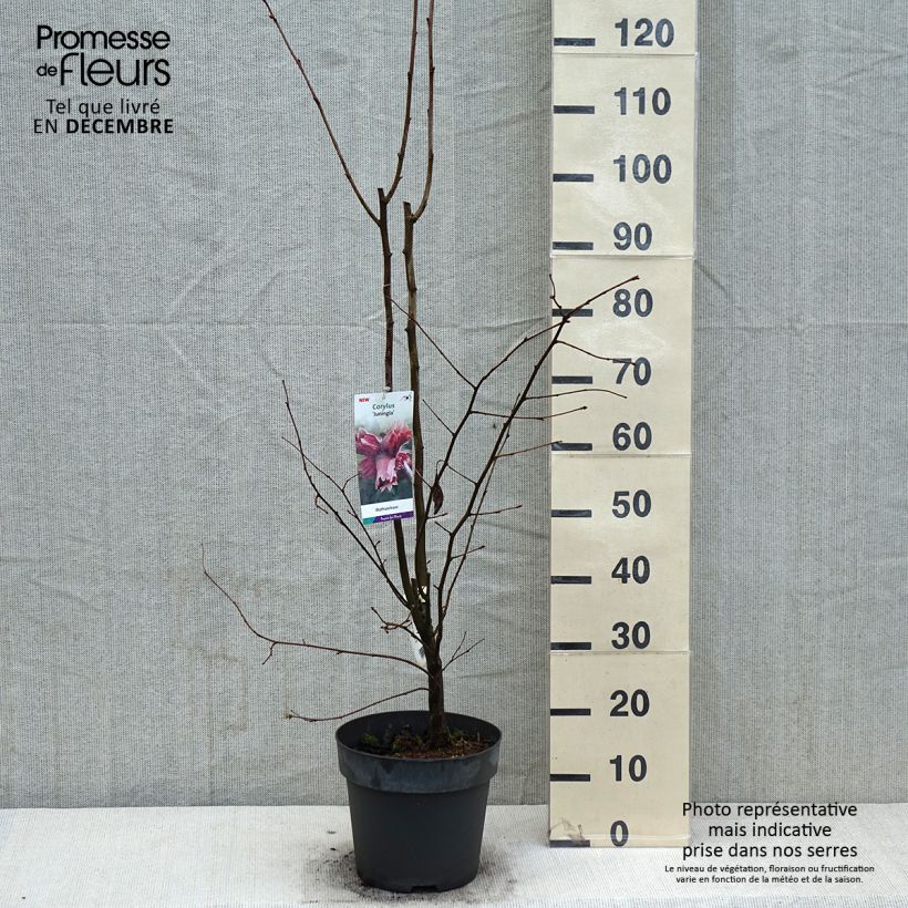 Corylus maxima Juningia - Nocciolo lungo Vaso da 4L/5L esemplare consegnato in inverno