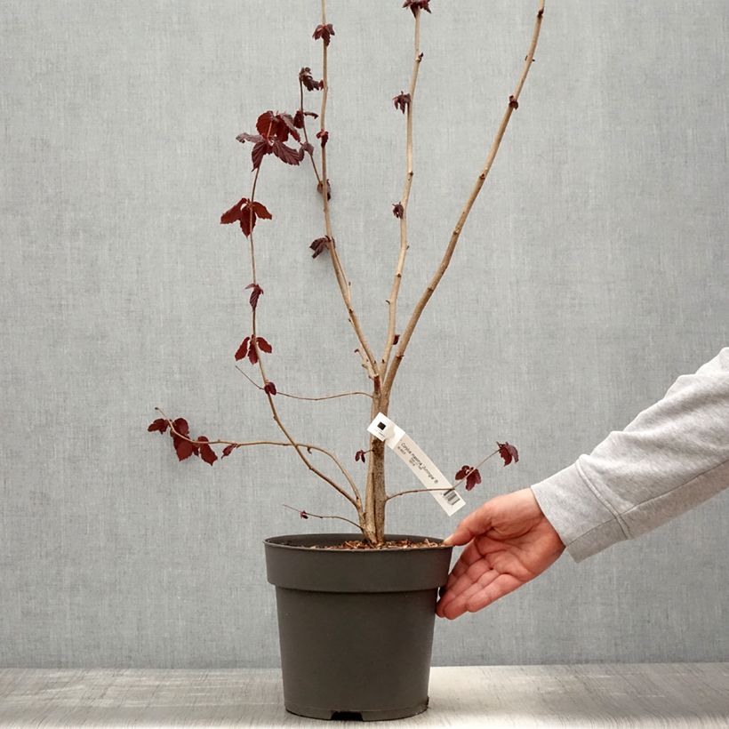 Corylus maxima Juningia - Nocciolo lungo Vaso da 4L/5L esemplare consegnato in primavera