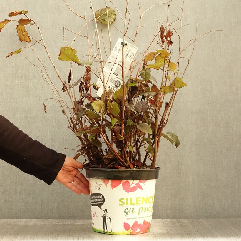 Esemplare di Corylus maxima Purpurea - Nocciolo lungo Vaso da 7,5L/10L come consegnato in autunno