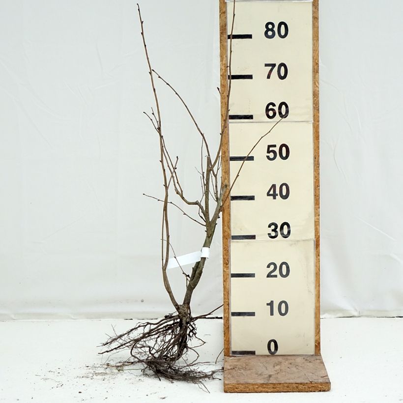 Corylus maxima Purpurea - Nocciolo lungo Piante piccole a radice nuda esemplare consegnato in inverno