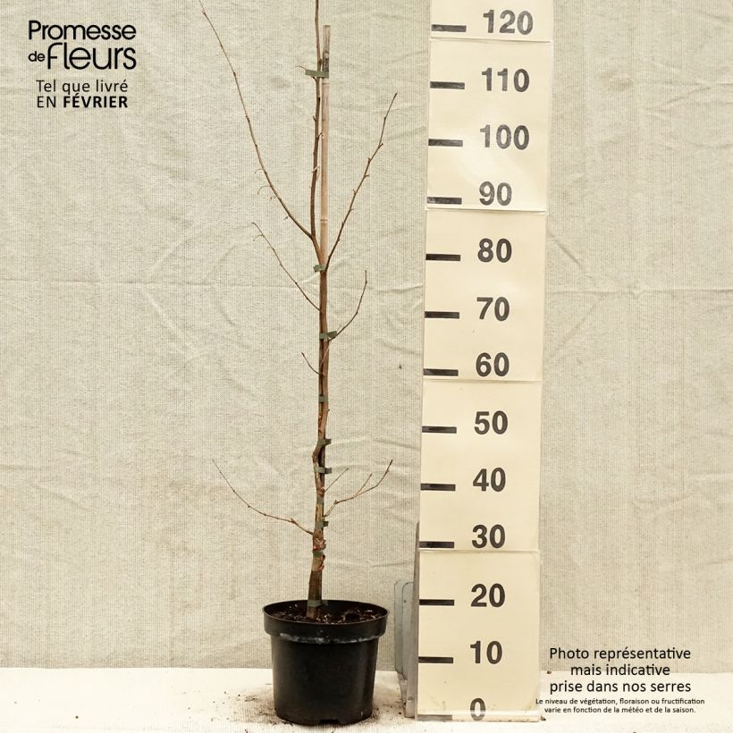 Corylus sieboldiana - Nocciolo giapponese Vaso da 4L/5L esemplare consegnato in inverno
