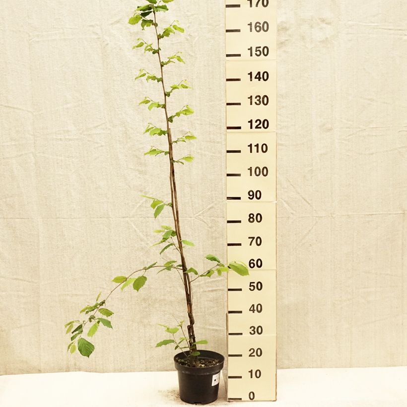 Corylus sieboldiana - Nocciolo giapponese Vaso da 4L/5L esemplare consegnato in primavera