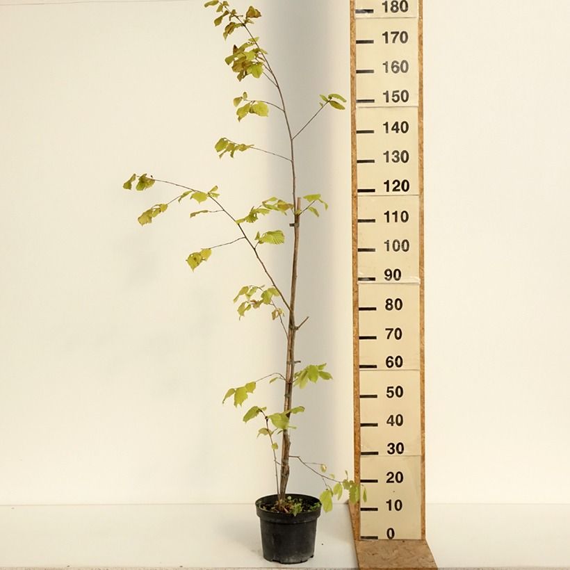 Esemplare di Corylus sieboldiana - Nocciolo giapponese Vaso da 4L/5L consegnato in estate