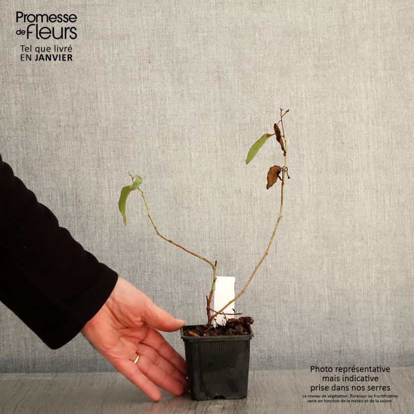 Corymbia citriodora - Eucalipto citrato Vasetto da 8/9 cm esemplare consegnato in inverno