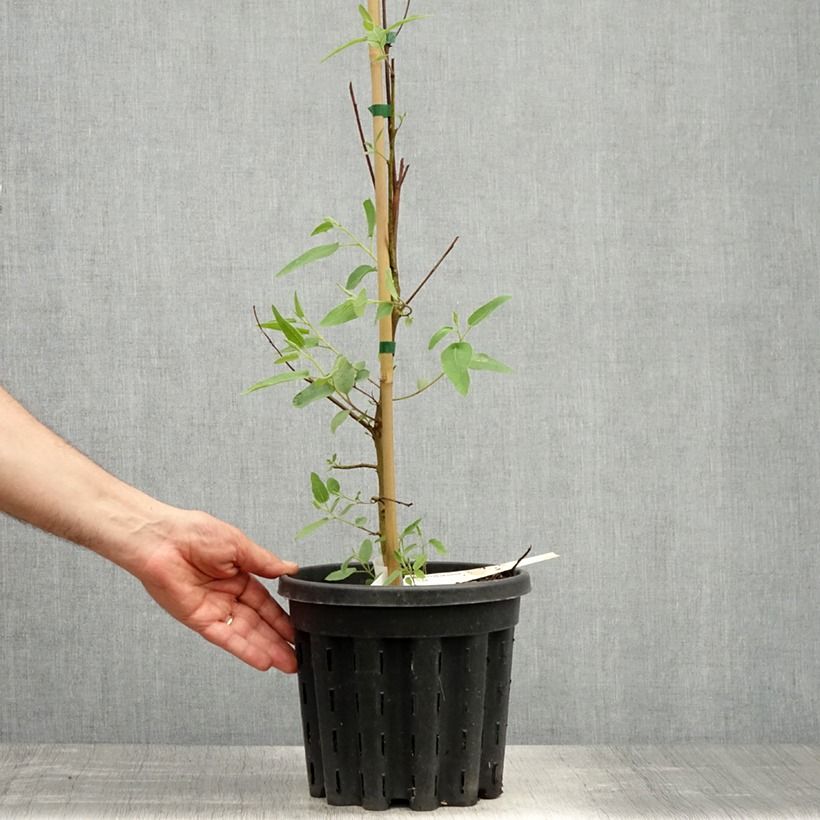 Corymbia citriodora - Eucalipto citrato Vaso da 3L/4L esemplare consegnato in primavera