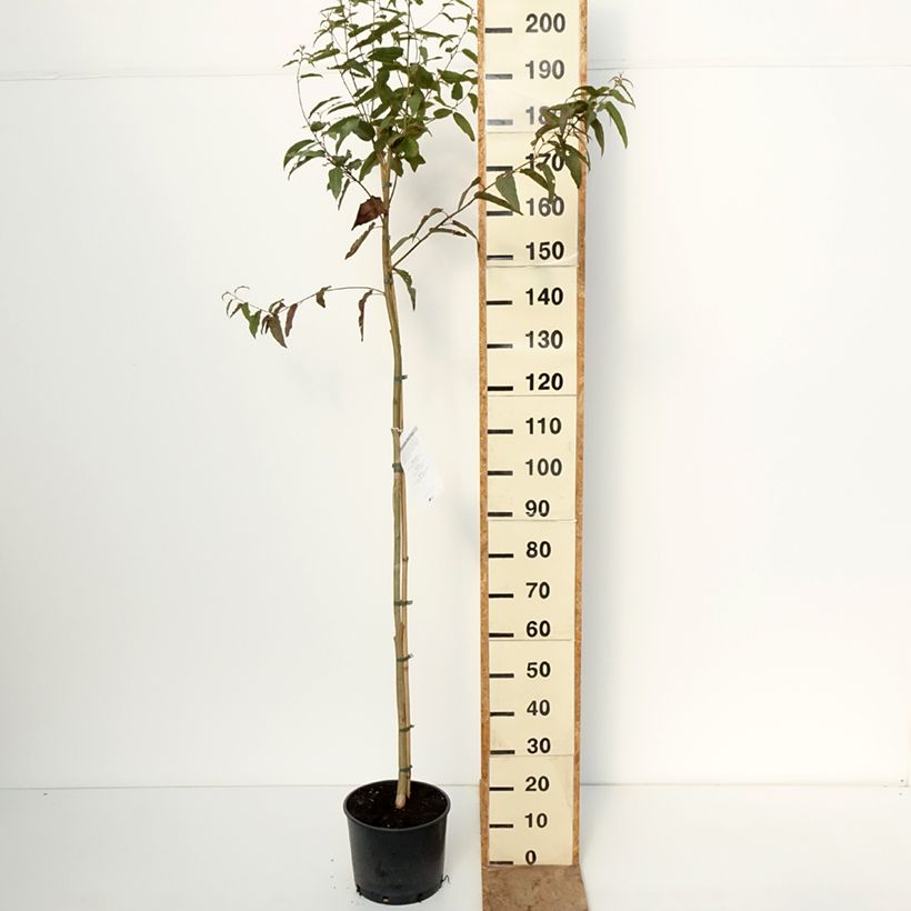 Corymbia citriodora - Eucalipto citrato Vaso da 7,5L/10L esemplare consegnato in inverno