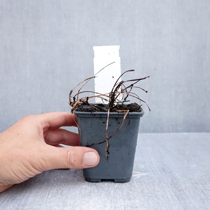 Esemplare di Cosmos atrosanguineus Black Magic - Fior di cioccolato Vasetto da 8/9 cm come consegnato in autunno