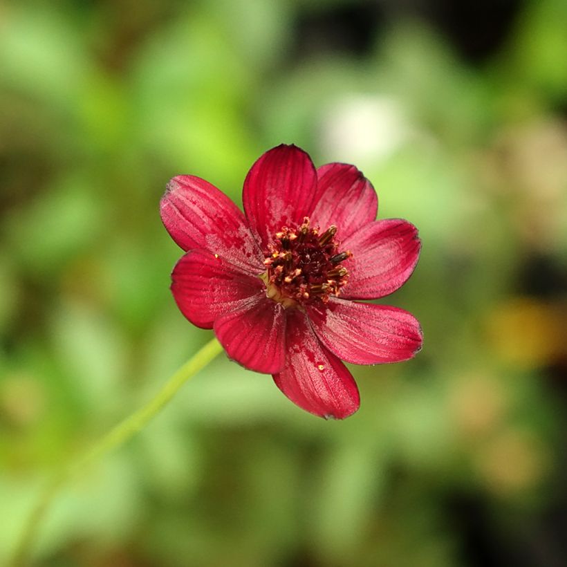 Cosmos atrosanguineus Eclipse - Fior di cioccolato (Fioritura)
