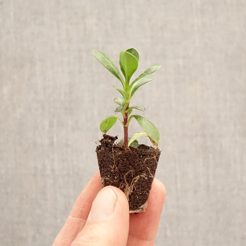 Cosmos atrosanguineus Cherry Chocolat - Fior di cioccolato mini zolla... esemplare consegnato in primavera