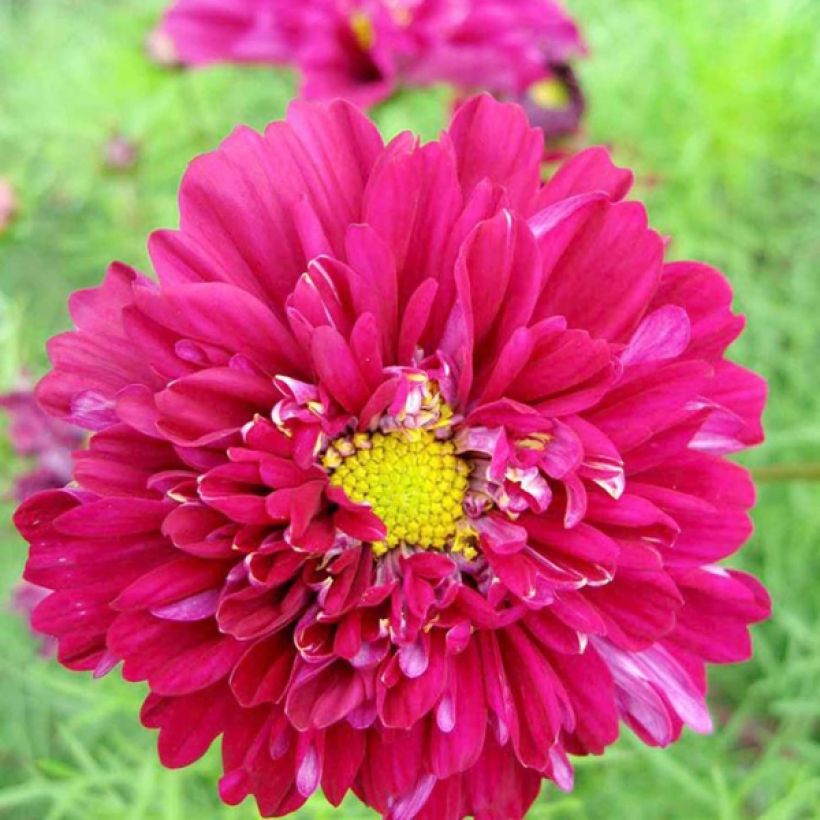 Cosmos Cranberries - Cosmea (Fioritura)