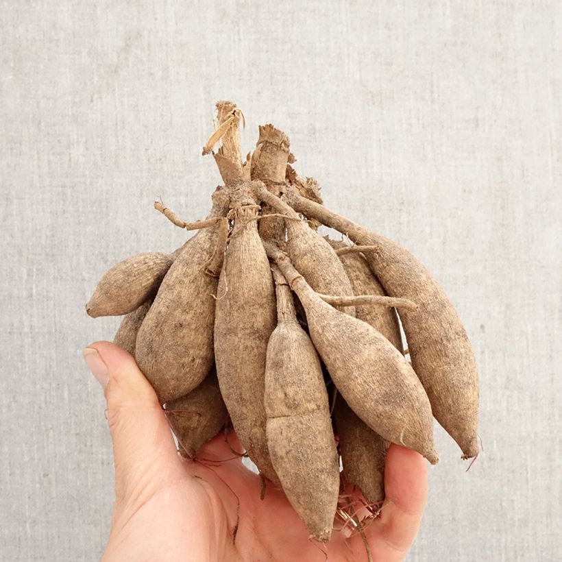 Cosmos Mexican Black - Cosmea Bulbo esemplare consegnato in primavera