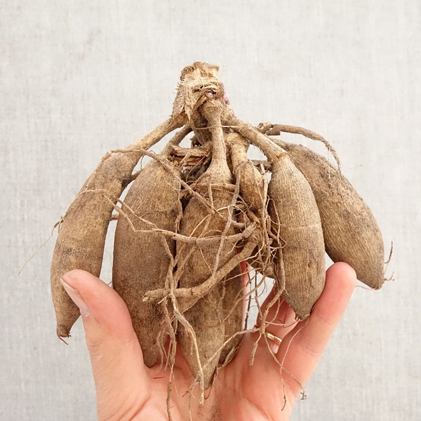 Cosmos Mexican Star - Cosmea Bulbo taglia I esemplare consegnato in primavera